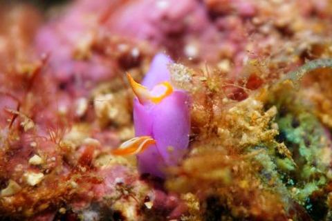 ムラサキウミコチョウ