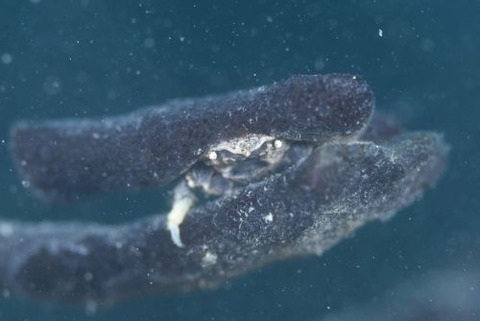 シカクイソカイカムリ