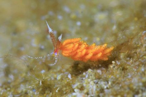 パスタチゴミノウミウシ