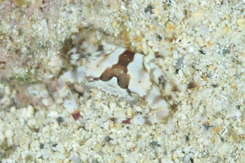 ヨツハイシガニ