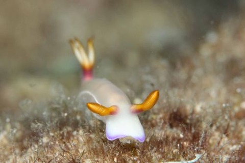 ゾウゲイロウミウシ