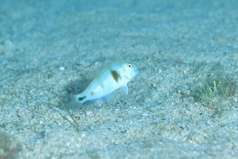 ホウキボシテンス