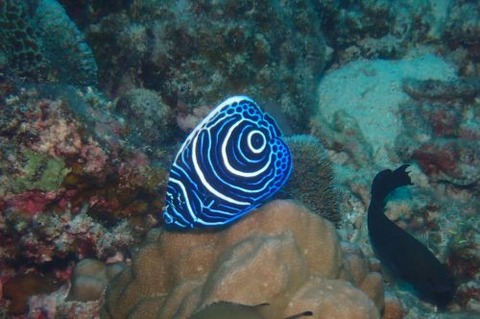 タテジマキンチャクダイ