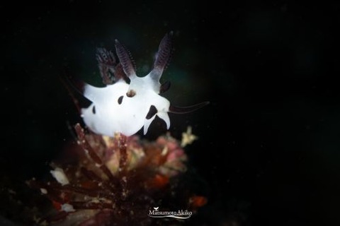 パンダツノウミウシ