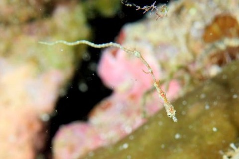 キオネミクティス・ルメンガニィ