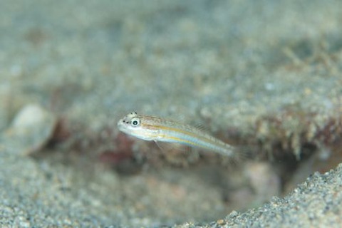 ヒメクロイトハゼ