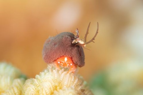 カイカムリ科の1種