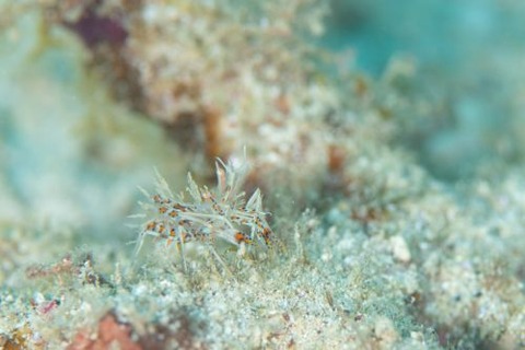 トゲツノメエビ