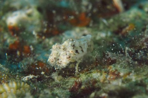 セミエビ科の1種