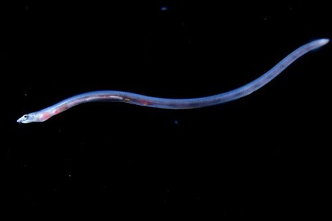 刺激的な水中生物