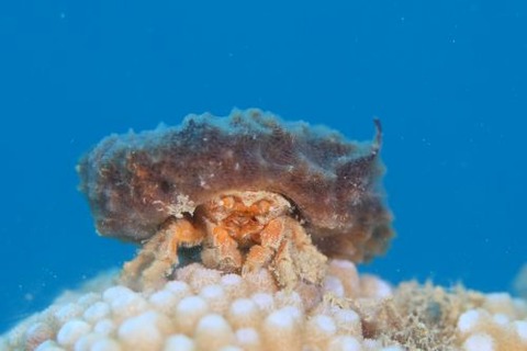 シカクイソカイカムリ