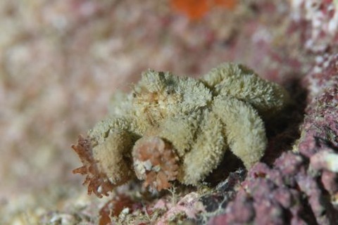 ケブカキンチャクガニ