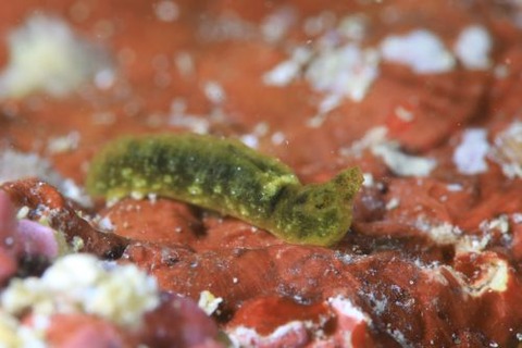 シャクトリミドリガイ