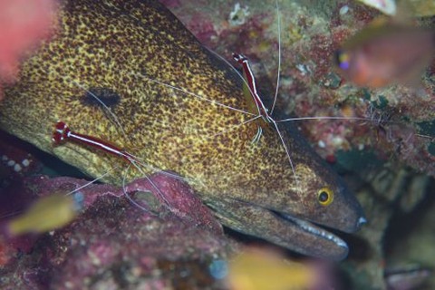 アカシマシラヒゲエビ