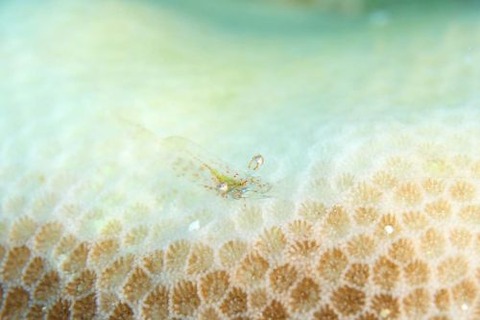 フジノサンゴヤドリエビ