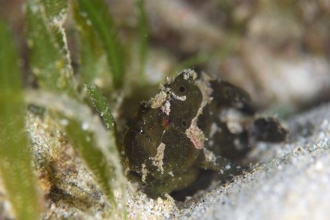 オオモンカエルアンコウ