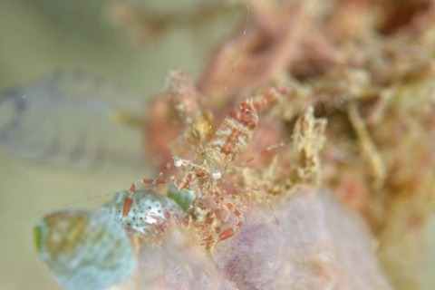 Urocaridella urocaridella