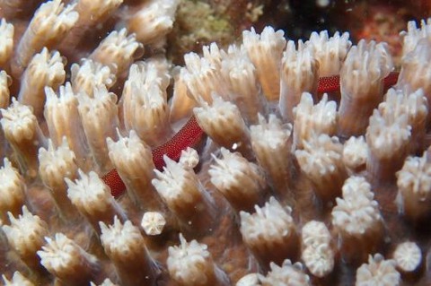 チンヨウジウオ