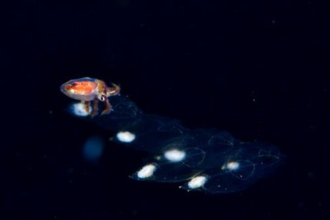 刺激的な水中生物