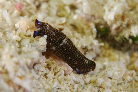 アミメキセワタ