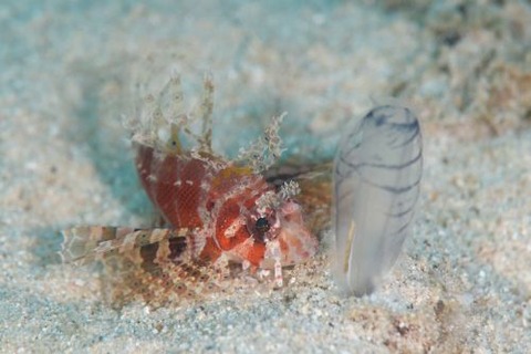 シマヒメヤマノカミ