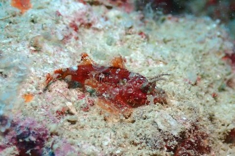 フサカサゴ科の1種