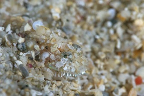 ヒゲモジャハゼ