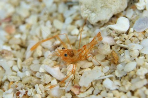 スベスベオトヒメエビ属の1種