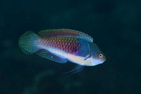 クロヘリイトヒキベラ