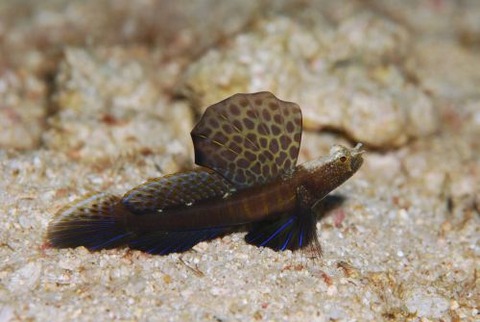 ホタテツノハゼ