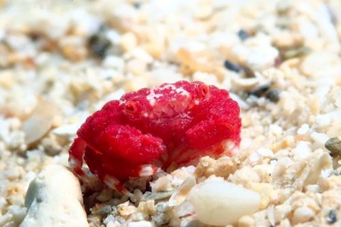 オウギガニ科の1種