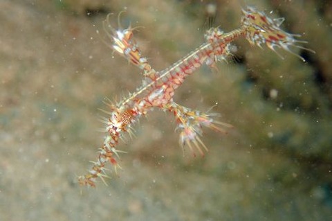 ニシキフウライウオ