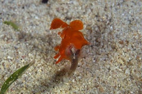 オオモンカエルアンコウ