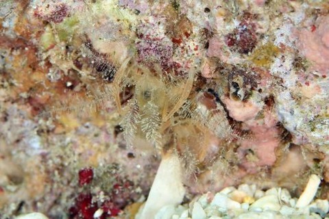 ミクロプロステマ・プルミコールネ