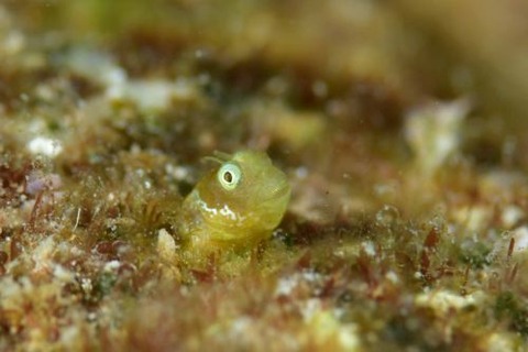 シシマイギンポ