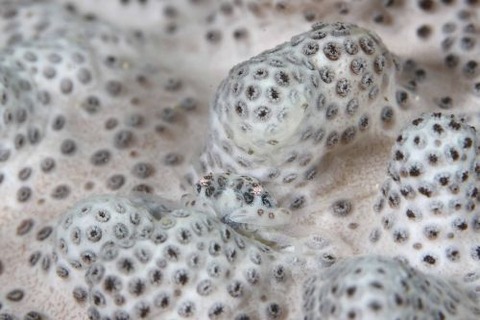 トサカガザミ属の1種