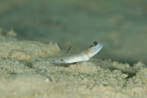 オニハゼ属の1種