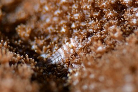 ヤクシマカクレエビ