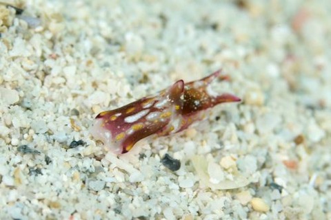 カラスキセワタ