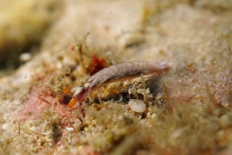 スイートジェリーミドリガイ