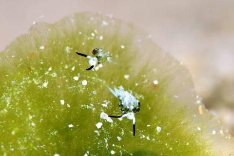 ウサギモウミウシ