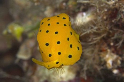 ミナミハコフグ