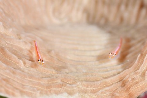 アカスジウミタケハゼ