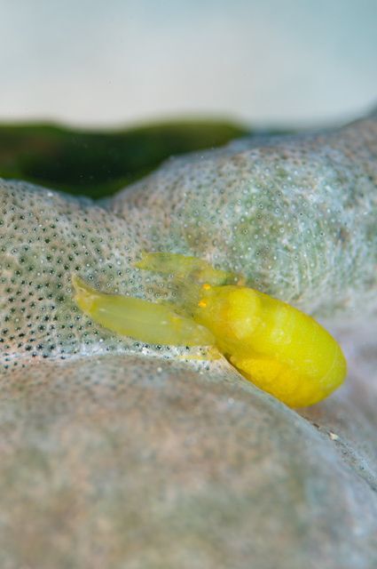 Periclimenaeus storchi