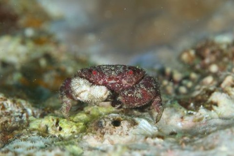 オウギガニ科の1種