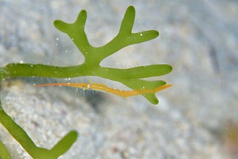 トガリモエビ属の1種