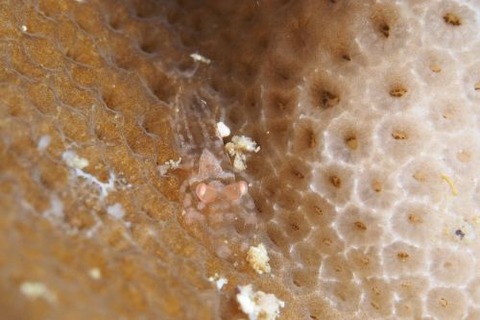 ヤクシマカクレエビ