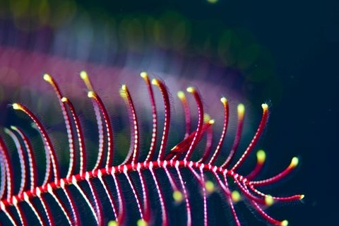 チビウミシダエビ