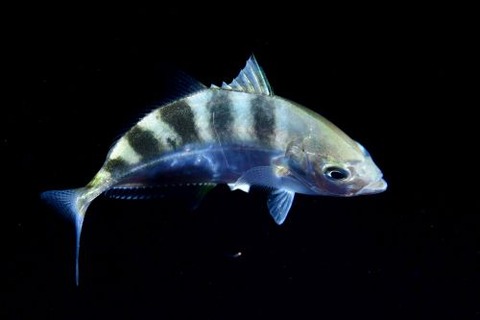 刺激的な水中生物