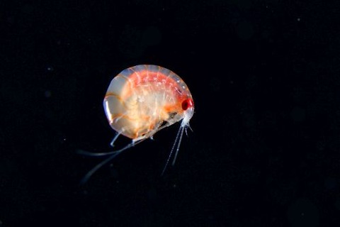 刺激的な水中生物